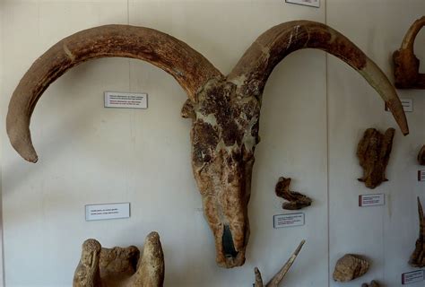 Bovid Fossils | Natural Atlas