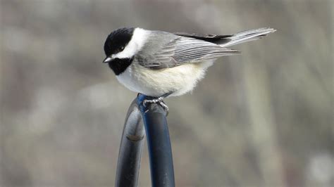 Carolina Chickadee | Audubon Field Guide