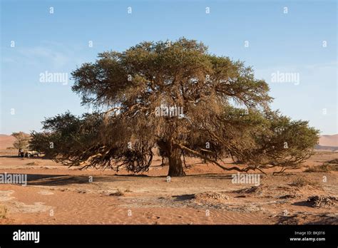 Camel Thorn Tree in Sossusvlei, Namibia Stock Photo - Alamy