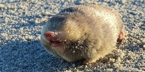 De Winton's Golden Mole, Thought To Be Extinct, Rediscovered Video - S ...