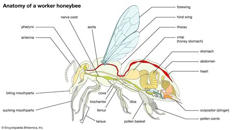 14+ Honey Bee Anatomy Diagram - RaifeAiana