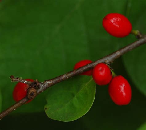 For Adults: Tea Time, Blacklick Woods Nature Center, Whitehall, 29 ...