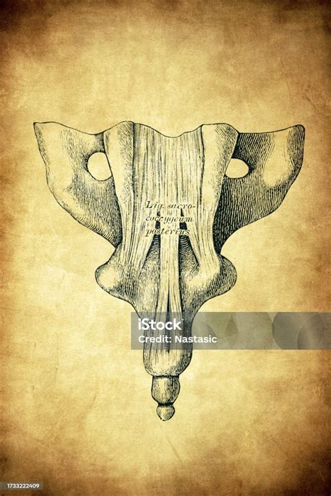 Ligaments Between The Sacrum And Coccyx Stock Illustration - Download ...