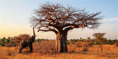 Ruaha National Park Tanzania - Safari | Location | Animals - Rhino Rest