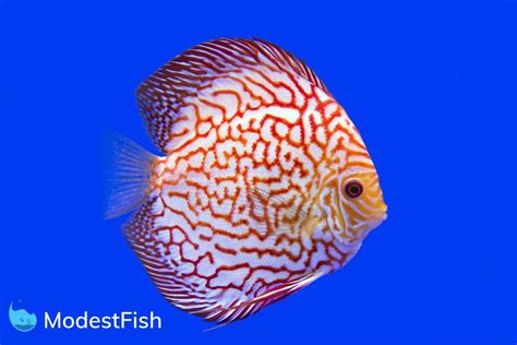 Discus Fish Types: Which One Will You Pick? (With Pictures)