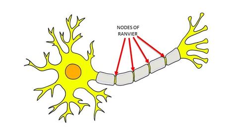 Nodes of Ranvier - definition — Neuroscientifically Challenged