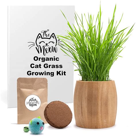 The Best Cat Grass Kits, Cat Grass Seeds and Pre- grown Cat Grass - Cat ...