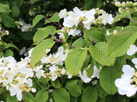 Climbing Hydrangeas | Hydrangea petiolaris | Plant Addicts