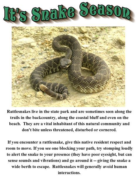 Rattlesnake Season | Crystal Cove