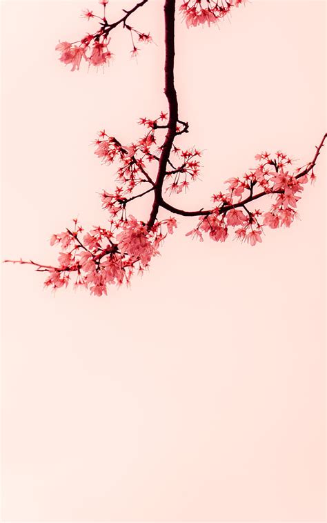 Sakura, flowers, branches, minimalism, HD phone wallpaper | Peakpx