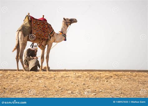 Camel Ride in the Desert Cairo Egypt Editorial Image - Image of arabian ...