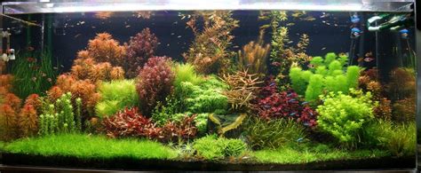 Aquascape Awards: 'Dutch Jungle' by Mark Crow | Live aquarium plants ...