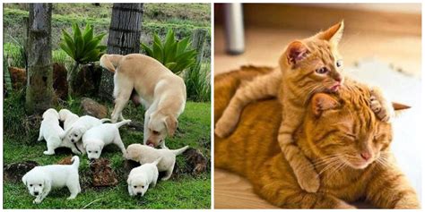 12 Pictures of Animals With Their Babies That Will Melt Your Heart!