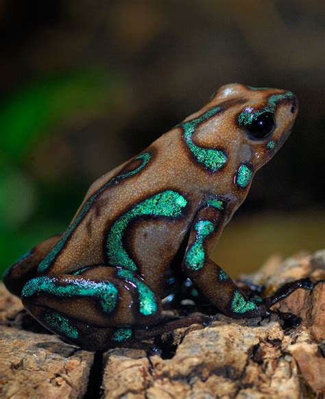 (10) Tumblr Les Reptiles, Reptiles And Amphibians, Mammals, Beautiful ...