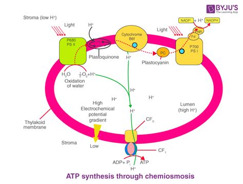 Atp Synthesis Diagram