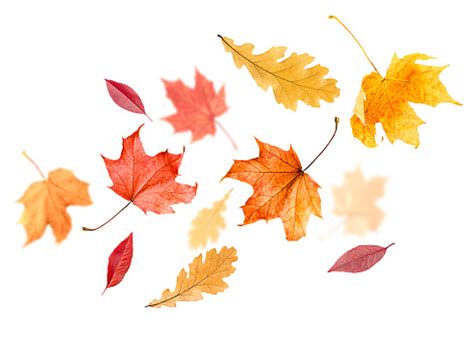 Maple And Oak Autumn Leaves Stock Photo - Download Image Now - Autumn ...