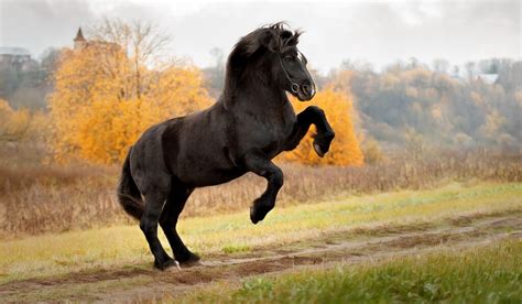 Percheron Horse Breed Profile - Height, Color, History, and Personality ...