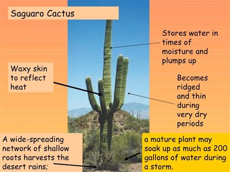 How Cactus Adapted To Survive In Desert : So how do cacti that live in ...