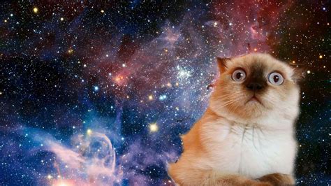 #cat #space #funny #confused #face #stars #1080P #wallpaper # ...