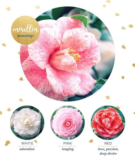 Camellia Meaning and Symbolism - FTD.com