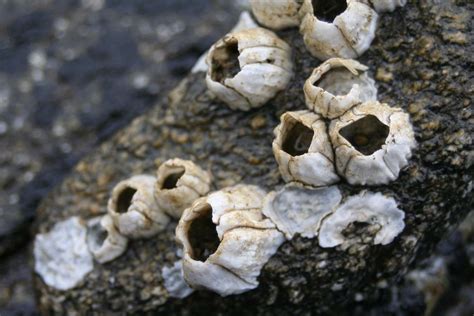 Acorn Barnacles Facts