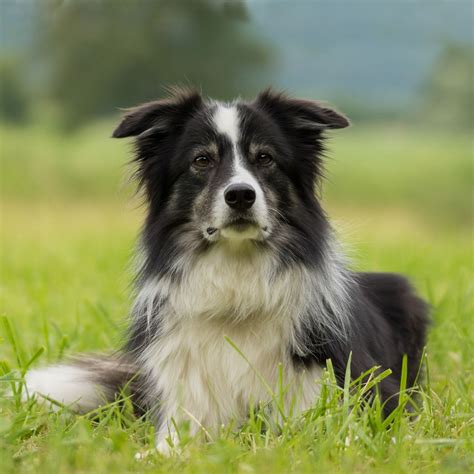 9 Most Common Dog Ear Types - Blog - PlexiDor Dog Doors | Border collie ...