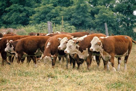 Hereford | British, Beef, Dairy | Britannica