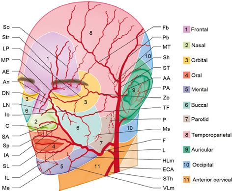 Arteries of the Face and Neck | Plastic Surgery Key | Arteries anatomy ...