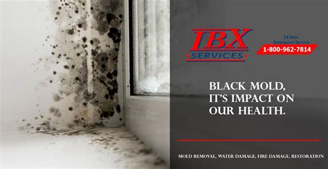 Black Mold, It's Impact On Our Health - IBX Services