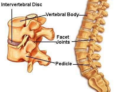 Understanding Spinal Anatomy: Intervertebral Discs