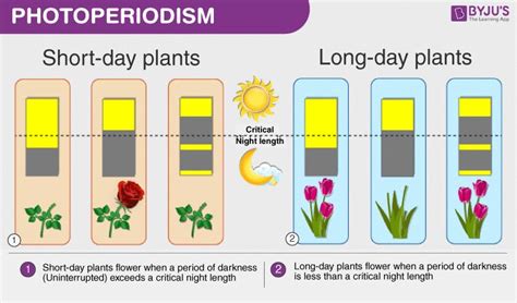 What Does the Word Photoperiod Describe - Ezra-has-Owens