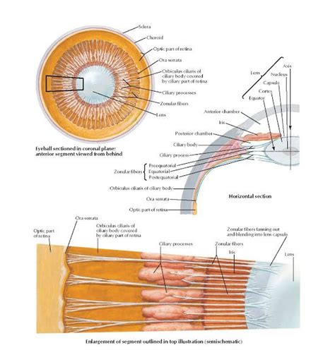 Lens and Supporting Structures Anatomy Sclera , Choroid , Optic part of ...