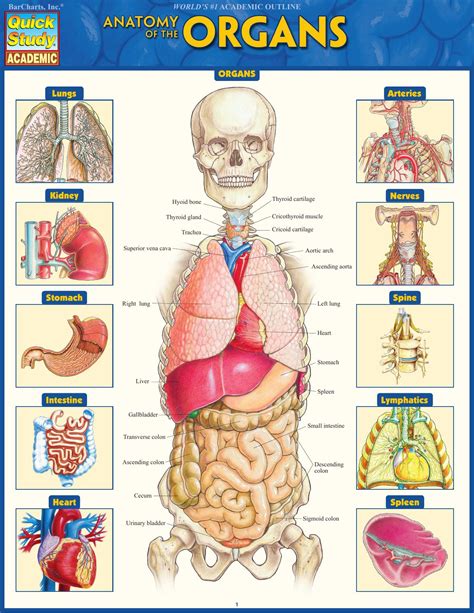 Right Side Women's Body Human Body Organs - Human Body: Organs on the ...