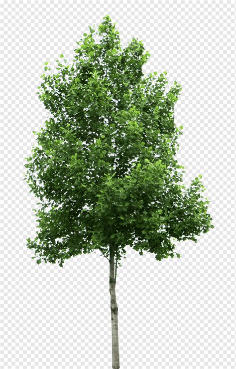 Cercis siliquastrum Tree 낙엽수, 나무, 조직, 잎, 분기 png | PNGWing