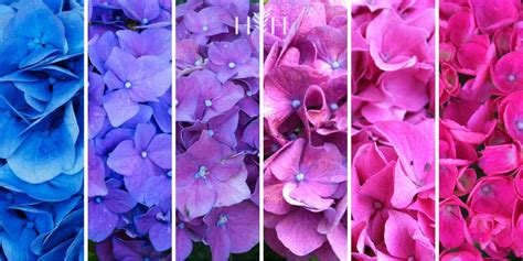 Hydrangea color chart Navigate hues for the perfect garden pa