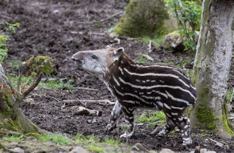 A wild tapir gave birth in Brazil for the first time in more than a ...