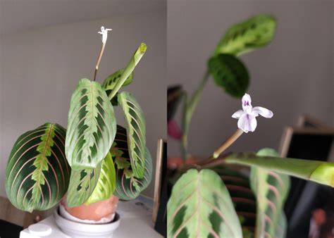 My maranta prayer plant is flowering! : r/houseplants