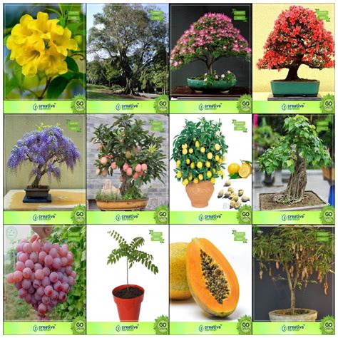 Buy Bonsai Suitable Seeds : Combo Pack Of Seeds Combo Tecoma Stans ...