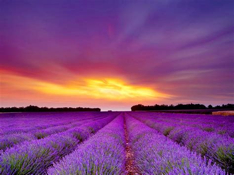 Lavender Field wallpaper | Peyzaj düzenlemesi fikirleri, Arka plan ...