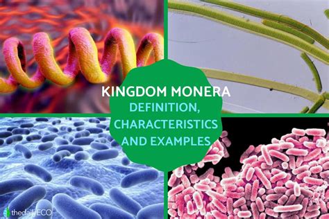 Kingdom Monera Definition and Characteristics in Biology with Examples