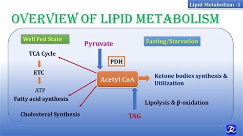 1: Overview of lipid metabolism | Lipid Metabolism-1 | Biochemistry | N ...