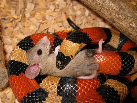 Snake Eat The Mouse Royalty Free Stock Photo - Image: 26859735