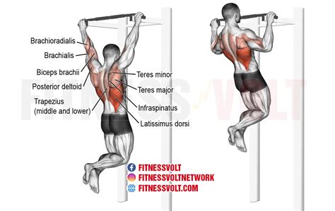 Pull-Up Exercise Guide: Build Back and Arm Strength Effectively