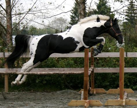 Paint stallion jumping | Show jumping horses, Horse jumping, Horses