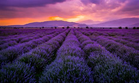 Lavender field - null | Lavender fields, Fields photography, World ...