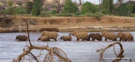 Understanding elephant migration: Why do elephants wander? | African ...