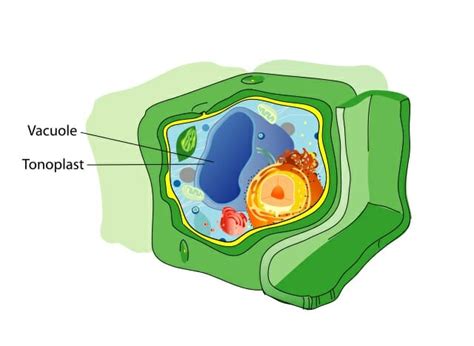 Vacuole - Definition, Structure and Functions | Biology Dictionary