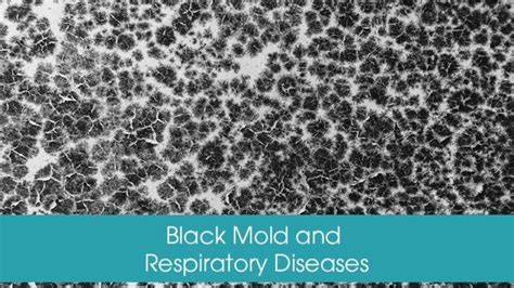 Dangers of Black Mold - Causes, Prevention and Elimination