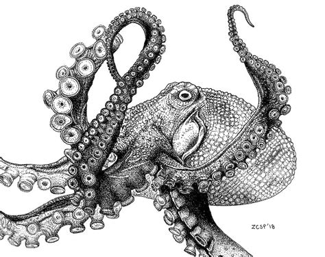 Giant Pacific Octopus - Enteroctopus dofleini Drawing by Zephyr Polk ...