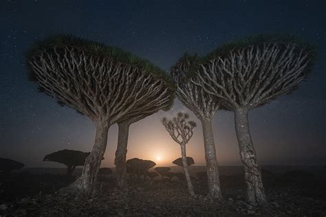 daniel kordan captures the peculiar dragon blood trees at yemen's ...